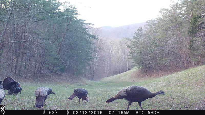 Strike Force Elite turkey photo