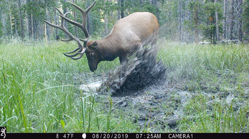 Trail camera photo quality width="480" height="360"