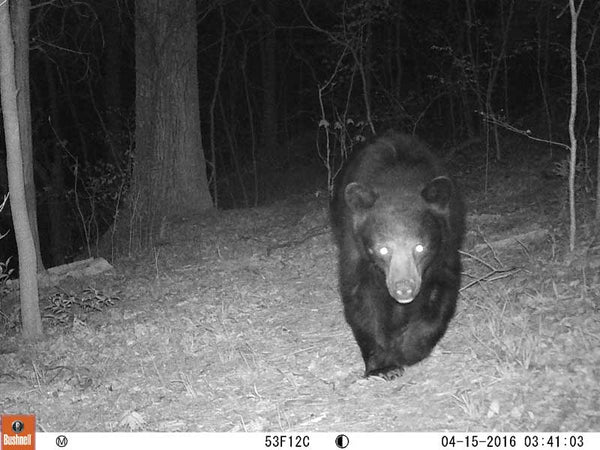 bear on bushnell camera