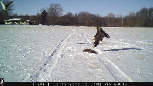Eagle landing in snow