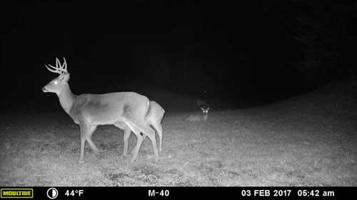 Trail cameras used to track bucks width="500" height="281"
