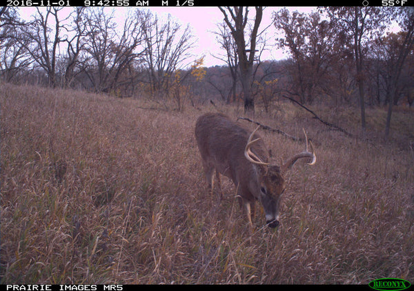 Whitetail buck with Reconyx MR5