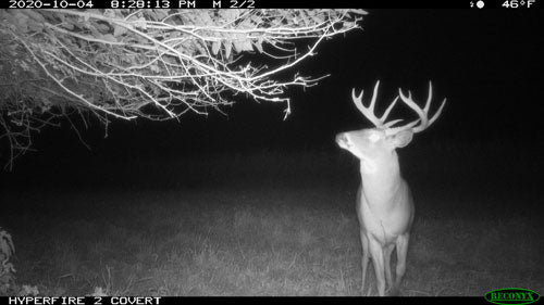 Trail camera night photos width="480" height="360"