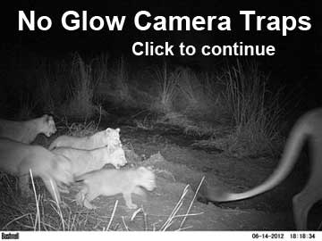Lion cubs from no glow camera traps width="360" height="270"
