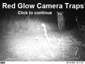Leopard from red glow camera trap width="360" height="270"