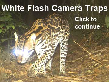 Color Leopard night picture width="360" height="270"