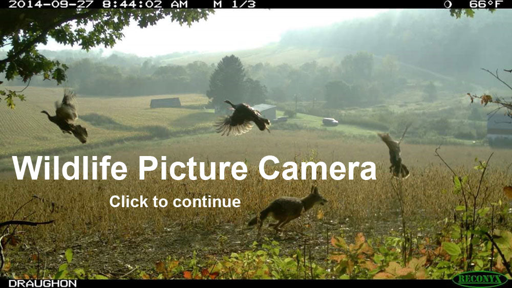 Wildlife Picture Cameras