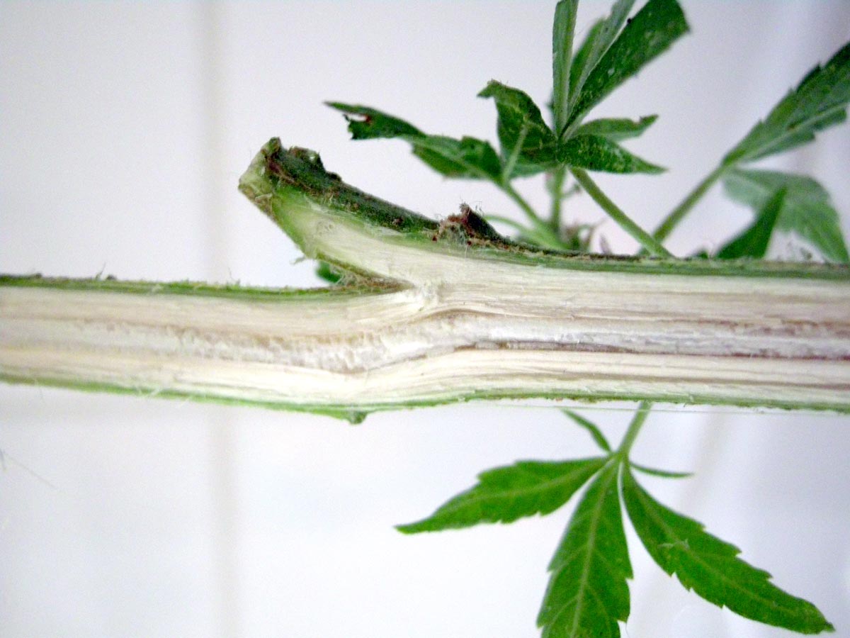 Cannabis Sativa cross section of stem showing bast fibre