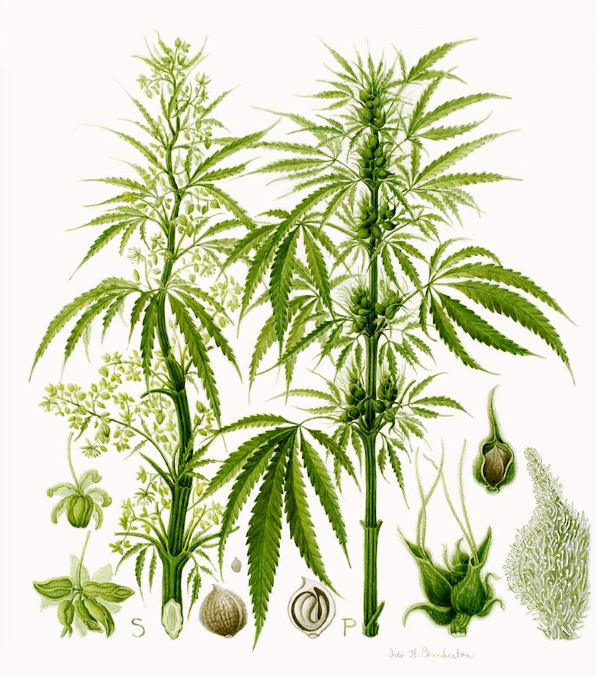 Cannabis Sativa Botannical Illustration