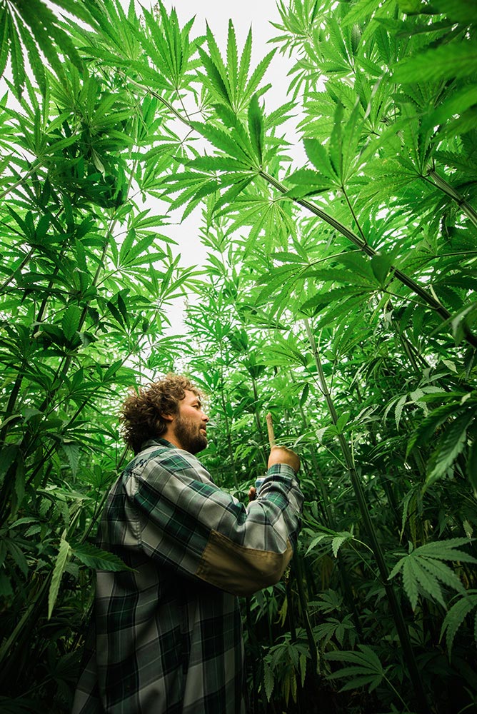Hemp grows up to 5 metres tall in only 100 days!