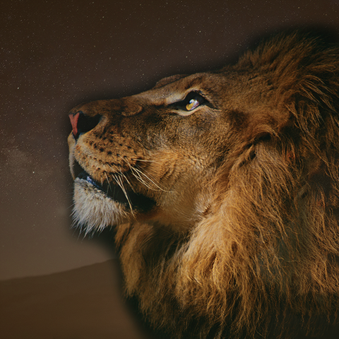 Lion looking skyward Birthday Reading for Leo Signs SEAH Designs Luxury Astrology Jewelry