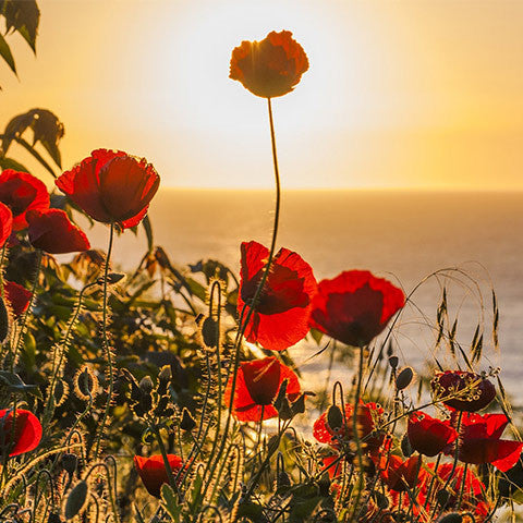 sun rising on a field of red flowers feature image for SEAH® The Spiritual Meaning of the Spring Equinox