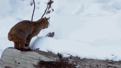 Gif of a bobcat hunting and diving into the snow.
