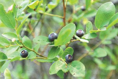 Montana Huckleberries