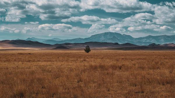 Montana Landscape