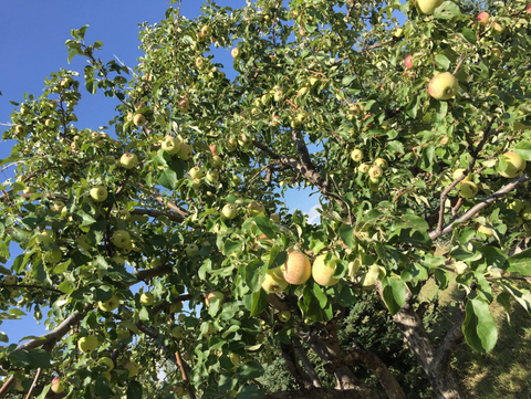 Apple Picking