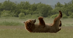 A gif of a grizzly bear rubbing it's back on the ground.