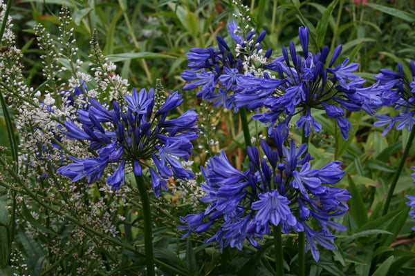 Agapanthus 'Midnight Blue' – Ballyrobert Gardens