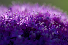 Allium giganteum