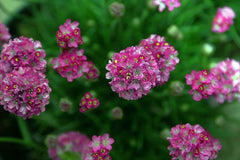 Armeria maritima 'Splendens'