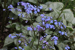 Brunnera macrophylla 'Looking Glass'