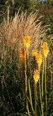 Calamagrostis x acutiflora 'Karl Foerster'