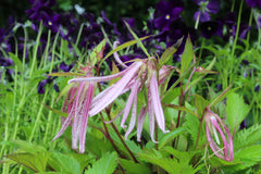 Campanula 'Pink Octopus'