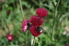 Cirsium rivulare 'Atropurpureum'