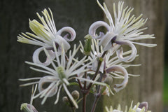 Clematis 'Praecox' (H)