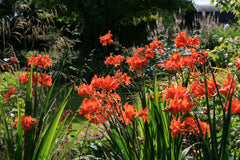 Crocosmia 'Okavango'