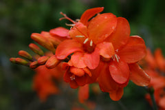Crocosmia 'Okavango'