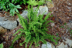 Dryopteris affinis 'Cristata Angustata'