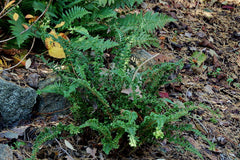 Dryopteris affinis 'Cristata Angustata'