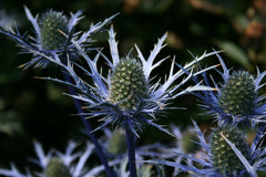 Eryngium x oliverianum