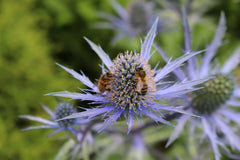 Eryngium x zabelii 'Jos Eijking'