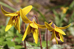 Erythronium americanum