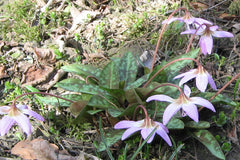 Erythronium dens-canis 'Rose Queen'