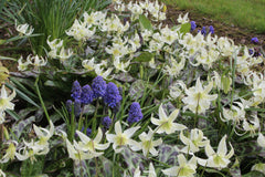 Erythronium 'Sheer Delight'