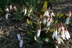Erythronium dens-canis 'Snowflake'