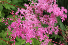Filipendula 'Kahome'