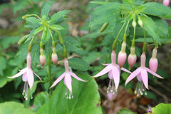Fuchsia 'Mrs W.P. Wood'