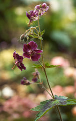 Geranium phaeum var. phaeum 'Samobor'