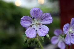Geranium pratense 'Mrs Kendall Clark'