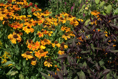 Helenium 'Sahin's Early Flowerer'