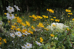 Helianthus 'Monarch'