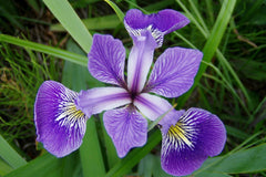 Iris versicolor