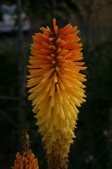 Kniphofia 'Wrexham Buttercup'