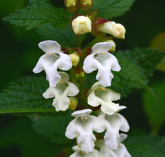 Melittis melissophyllum subsp. albida