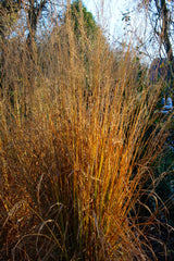 Molinia caerulea subsp. caerulea 'Heidebraut'
