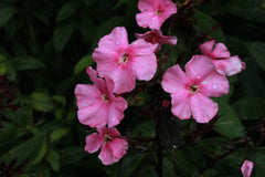 Phlox paniculata 'Sandringham'